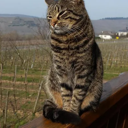 Lejlighed Weingut & Gaestehaus Andreas Erz