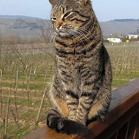 Weingut & Gaestehaus Andreas Erz Brauneberg