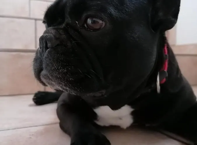 דירה Weingut & Gaestehaus Andreas Erz