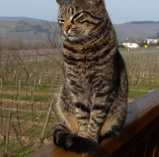 דירה Weingut & Gaestehaus Andreas Erz